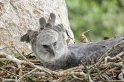 In den hohen Bäumen des Amazonas-Regenwaldes lebt einer der mächtigsten Greifvögel der Welt: die Harpyie.