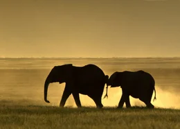 Silhouette of an young elephant (Africana Loxodonta) holding onto the tail of another as they walk in Amboseli in Kenya