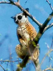 Große, runde Augen und riesige Ohren charakterisieren den nachtaktiven Galago. Auch wenn das niedliche Tier, das man auch Buschbaby nennt, gar nicht so selten ist, bekommt man es kaum zu sehen im afrikanischen Busch.