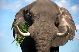An adult elephant eats a palm leaf in the Okavango Delta in Botswana