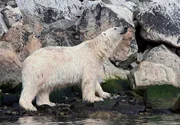 Begegnung mit Eisbär. Nirgendwo in Europa ist es wahrscheinlicher auf Eisbären zu stoßen. Auf Spitzbergen gibt es mehr als 3.000 Tiere.