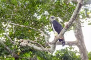 Die Harpyie ist einer der größten Greifvögel der Welt. Ein erwachsenes Weibchen kann bis zu zwei Meter Flügelspannweite erreichen.