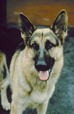 Jerry Lee ist ein versierter, auf Drogen spezialisierter Polizeihund.