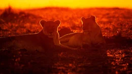 L&ouml;winnen bei Sonnenaufgang. Sie haben eine harte Nacht voller Jagdversuche hinter sich. Nur ein Bruchteil dieser Jagden sind erfolgreich.