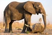 Elephant (Loxondonta Africana) investigating an elephant carcas in Botswana.