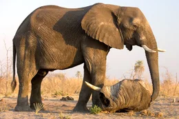 Elephant (Loxondonta Africana) investigating an elephant carcas in Botswana.