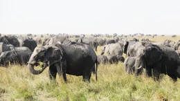 Afrikanische Savannenelefanten
