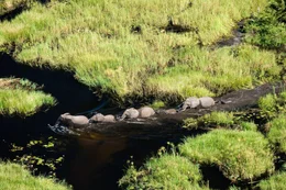 Aerial of the winter floods with Elephants (Loxodonta Africana) swimming a river.