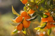 Alexandra und Nikos Guliumis haben vor zehn Jahren mit dem Anbau von Kumquats begonnen. Alexandra und Nikos Guliumis haben vor zehn Jahren mit dem Anbau von Kumquats begonnen.