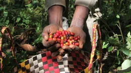 Wenn die Kaffeekirschen reif sind, m&uuml;ssen sie gepfl&uuml;ckt und sortiert werden, bevor sie verarbeitet werden k&ouml;nnen. Die so genannte "Ernte" ist ein wichtiger Teil des Jahres eines jeden Bauern und stellt die erste Etappe auf dem langen Weg des Kaffees zum Verbraucher dar.