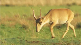 Saiga antelope