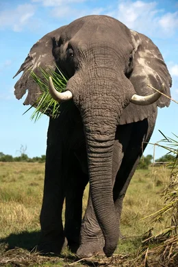 An elephant stands and grazes on leaves in the Okavango Delta in Botswana.