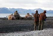 Walrossbullen sind äußerst wehrhaft und riesig - ausgewachsene Männchen können über drei Meter lang und über 1.000 Kilo schwer werden. Mit Hilfe eines Leichtkrans gelingen dem Team sensationelle Nahaufnahmen.