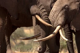 Bull elephant interact around a seap point as they try to get to the water