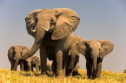A family of elephants (Loxondonta Africana) walk together in Botswana.
