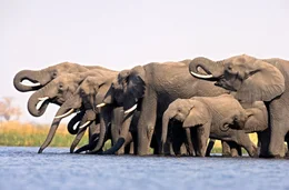 A herd of elephants (Loxondonta Africana) drinking in the Selinda Spillway in Botswana