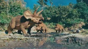 Lange galt der Triceratops als Einzelgänger. Doch neueste Funde belegen, dass Jungtiere in kleinen Gruppen lebten. Lange galt der Triceratops als Einzelgänger. Doch neueste Funde belegen, dass Jungtiere in kleinen Gruppen lebten.