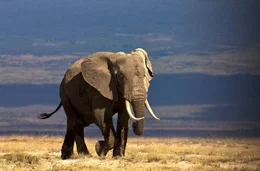 Elephant (Africana Loxodonta) walking in  Amboseli in Kenya.