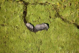 Aerial shot of two elephants (Loxondonta Africana) making a path through water thick with green Papyrus in the Okavango Delta in Botswana