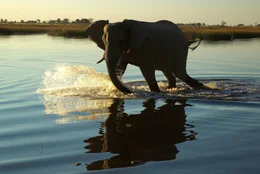 An elephant runs and splashes through the water in the Selinda Spillway in Northern Botswana