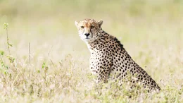 Ostafrikanischer Gepard