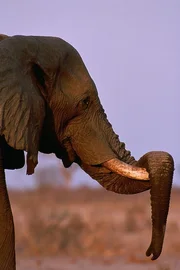 An elephant with its trunk wrapped over its tusks at sunset