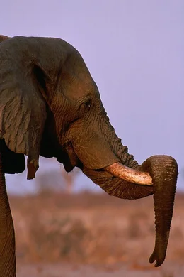 An elephant with its trunk wrapped over its tusks at sunset