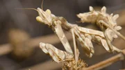 Devil's flower mantis (Blepharopsis mendica). Pajonales. Integral Natural Reserve of Inagua. Tejeda. Gran Canaria. Canary Islands. Spain.