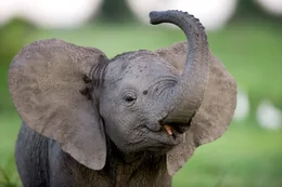 Elephant Calf (Loxondonta Africana) displaying and playing in Botswana