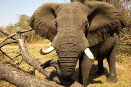 Bull elephant (Loxondonta Africana) demonstrating in Botswana
