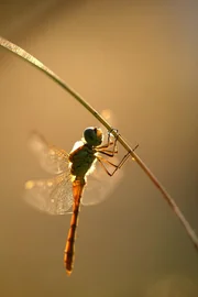 Bunt schillernde Libellen fühlen sich in den Überschwemmungsgebieten von Flüssen und Feuchtgebieten wohl.