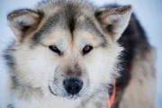 Ohne die Schlittenhunde hätten Menschen in dieser Eiswüste niemals überleben können.