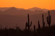 150 Jahre Nationalparks in den USA
Amerikas beste Idee
Gates of the Arctic & Saguaro
Kakteen im Saguaro Nationalpark
SRF/Altayfilm