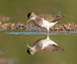 Flussuferl&auml;ufer sind dreiviertel des Jahres auf Wanderschaft und kommen nur zur Jungenaufzucht an die Ammer. Vier Eier legen Flussuferl&auml;ufer in der Regel im Schwemmsand der Ammer in ihr faustgro&szlig;es Nest. Die Eltern bebr&uuml;ten abwechselnd das Gelege, bis nach etwa 22 Tagen die Jungen schl&uuml;pfen.