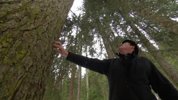 Baumstamm, Im Wald.