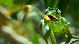 Die Augen des europ&auml;ischen Cham&auml;leons arbeiten wie Miniteleskope, seine Zunge wie ein Katapult.