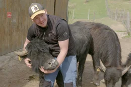 Landwirt Simon Weiderer krault sein Wasserb&Atilde;&frac14;ffelweibchen Dalika bevor sie von seinem Hof auf die Nasswiese &acirc;&euro;žIm Kammerl&acirc;&euro;&oelig; in der Schwarzen Regen-Aue transportiert wird, um dort den Sommer zu verbringen und die Fl&Atilde;&curren;che zu beweiden. Dalika genie&Atilde;&Yuml;t die Streicheleinheiten und schl&Atilde;&curren;ft dabei sogar manchmal ein.
