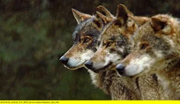 Ein Rudel iberischer W&ouml;lfe ist in der unzug&auml;nglichen Bergwelt Nordportugals auf der Jagd.
