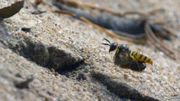 Grabwespe an der Sandachse.