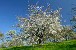 Apfelbl&uuml;te.