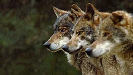 Ein Rudel iberischer W&ouml;lfe ist in der unzug&auml;nglichen Bergwelt Nordportugals auf der Jagd.