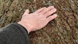 Baumstamm, Im Wald.