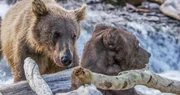 Grizzlybär untersucht den "Spionage Bären", Alaska. Grizzlybär untersucht den "Spionage Bären", Alaska.