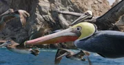 "Spionage Pelikan" fliegt mit anderen Pelikanen, Baja California - Mexiko.