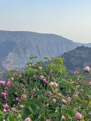 Der Jebel Akhdar, arabisch „grüner Berg“, ist Heimat von rund 90 Rosengärten, die sich über zahlreiche Terrassenfelder erstrecken und etwa 7.000 Büsche umfassen. Der Jebel Akhdar, arabisch „grüner Berg“, ist Heimat von rund 90 Rosengärten, die sich über zahlreiche Terrassenfelder erstrecken und etwa 7.000 Büsche umfassen.