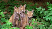 Junge Füchse erkunden ihre Umgebung. Junge Füchse erkunden ihre Umgebung.