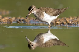 Flussuferl&auml;ufer sind dreiviertel des Jahres auf Wanderschaft und kommen nur zur Jungenaufzucht an die Ammer. Vier Eier legen Flussuferl&auml;ufer in der Regel im Schwemmsand der Ammer in ihr faustgro&szlig;es Nest. Die Eltern bebr&uuml;ten abwechselnd das Gelege, bis nach etwa 22 Tagen die Jungen schl&uuml;pfen. Weiteres Bildmaterial finden Sie unter www.br-foto.de.