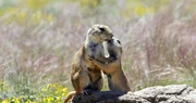 Beim Küssen vom Spionage-Roboter beobachtet: zwei Präriehunde in Colorado, USA. Beim Küssen vom Spionage-Roboter beobachtet: zwei Präriehunde in Colorado, USA.