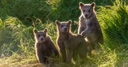 Grizzlyb&auml;renjungen, Alaska.