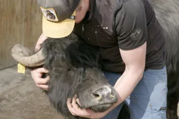 Landwirt Simon Weiderer krault sein Wasserb&Atilde;&frac14;ffelweibchen Dalika bevor sie von seinem Hof auf die Nasswiese &acirc;&euro;žIm Kammerl&acirc;&euro;&oelig; in der Schwarzen Regen-Aue transportiert wird, um dort den Sommer zu verbringen und die Fl&Atilde;&curren;che zu beweiden. Dalika genie&Atilde;&Yuml;t die Streicheleinheiten und schl&Atilde;&curren;ft dabei sogar manchmal ein.